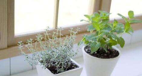 室内植物的养护 室内植物有哪些