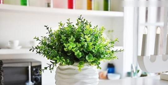 室内植物的养护 室内植物有哪些